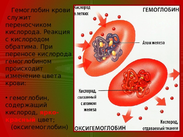  Гемоглобин крови  служит переносчиком кислорода. Реакция с кислородом обратима. При переносе кислорода гемоглобином происходит изменение цвета крови:  гемоглобин, содержащий кислород, ярко-красный цвет; (оксигемоглобин)  гемоглобин, лишенный кислорода, придает крови темно-красный  цвет. (гемоглобин) 