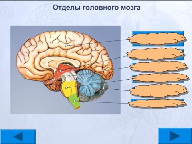 Большие полушария  головного мозга Промежуточный  мозг Средний мозг Мост Мозжечок Продолговатый мозг 