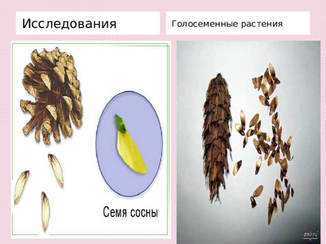 Семя голосеменного растения содержит. Семена голосеменных. Роль Крылатки у семени голосеменных растений.