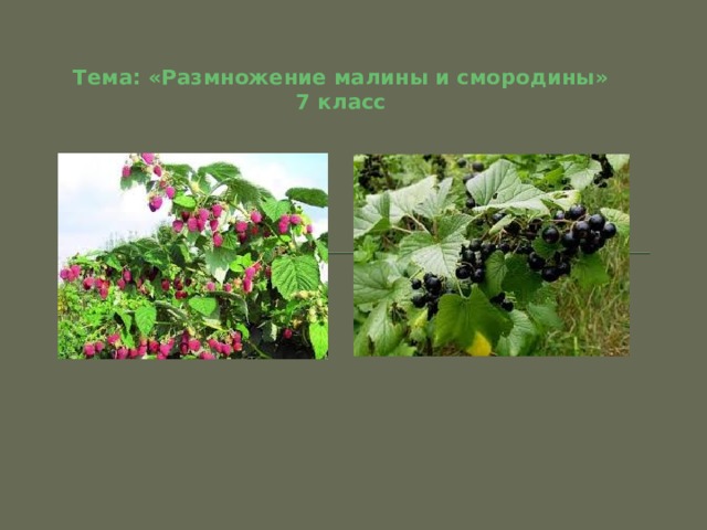 Размножения смородины малины земляники урок. img0. Размножения смородины малины земляники урок фото. Размножения смородины малины земляники урок-img0. картинка Размножения смородины малины земляники урок. картинка img0. Тема: «Размножение малины и смородины» 7 класс