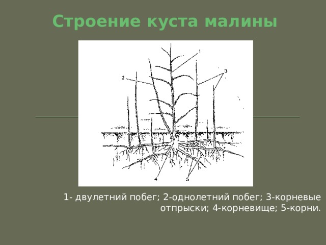 Строение куста ежевики рисунок с подписями