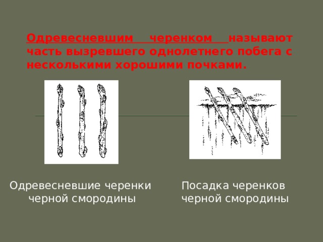 Размножения смородины малины земляники урок. img10. Размножения смородины малины земляники урок фото. Размножения смородины малины земляники урок-img10. картинка Размножения смородины малины земляники урок. картинка img10. Тема: «Размножение малины и смородины» 7 класс
