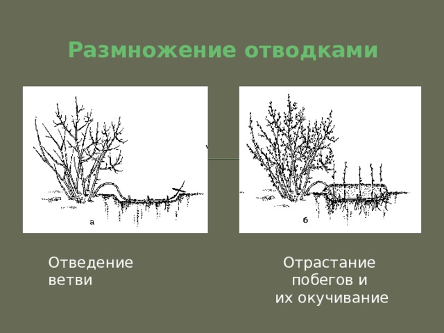 Размножения смородины малины земляники урок. img12. Размножения смородины малины земляники урок фото. Размножения смородины малины земляники урок-img12. картинка Размножения смородины малины земляники урок. картинка img12. Тема: «Размножение малины и смородины» 7 класс
