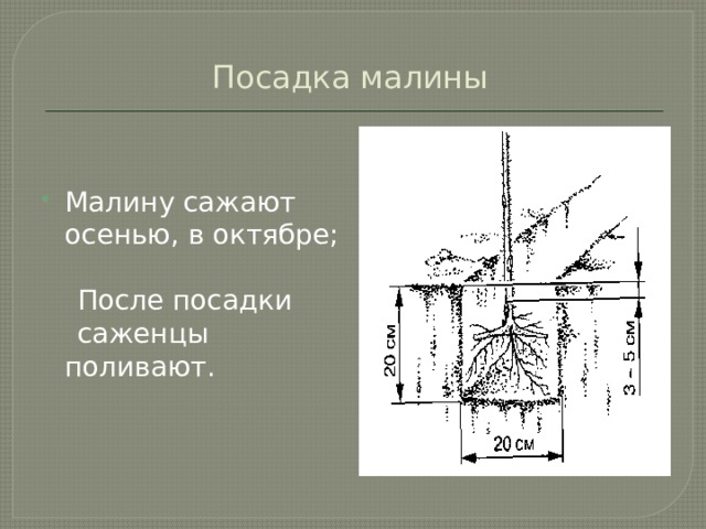 Кустовой способ посадки малины схема