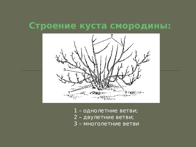 Картинка строение кустарника для дошкольников