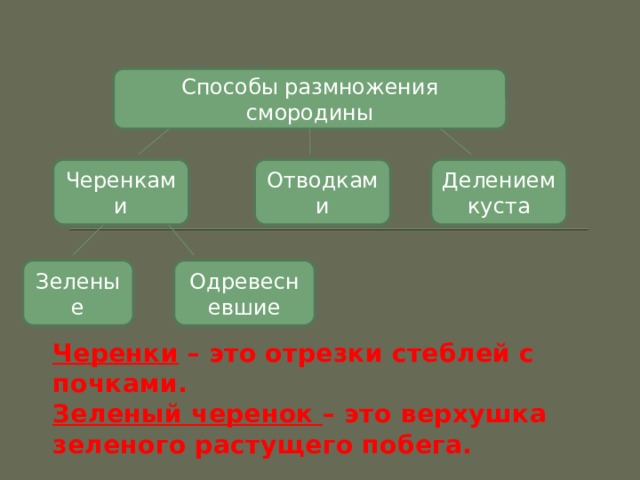Размножения смородины малины земляники урок. img9. Размножения смородины малины земляники урок фото. Размножения смородины малины земляники урок-img9. картинка Размножения смородины малины земляники урок. картинка img9. Тема: «Размножение малины и смородины» 7 класс