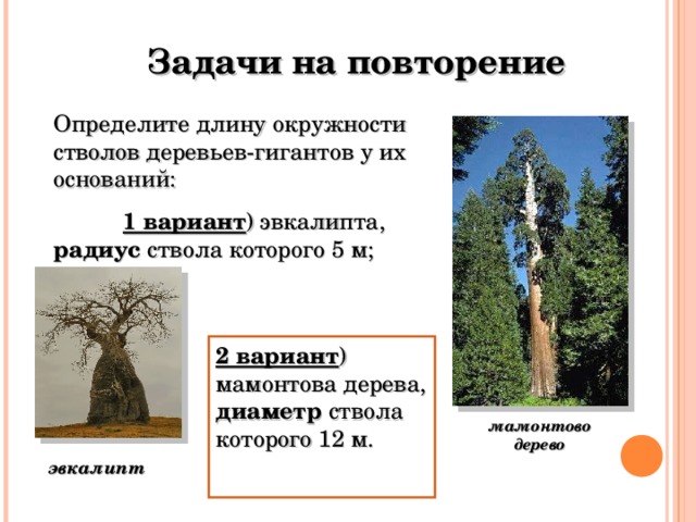 Задачи на повторение Определите длину окружности стволов деревьев-гигантов у их оснований:  1 вариант ) эвкалипта, радиус ствола которого 5 м; 2 вариант ) мамонтова дерева, диаметр ствола которого 12 м. мамонтово дерево эвкалипт