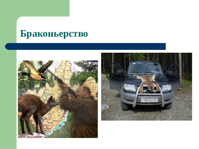 Браконьерство 