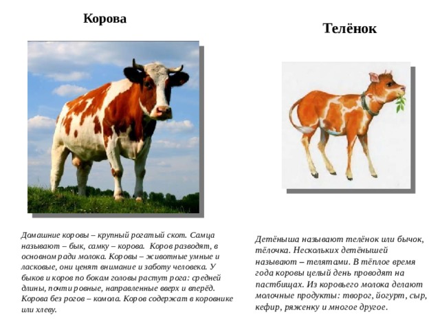 Домашнее животное корова проект