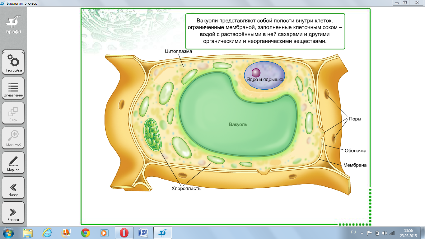 Строение клетки - Биология - Уроки - 5 класс