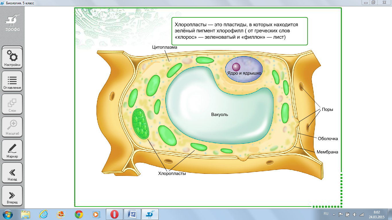 Строение клетки - Биология - Уроки - 5 класс