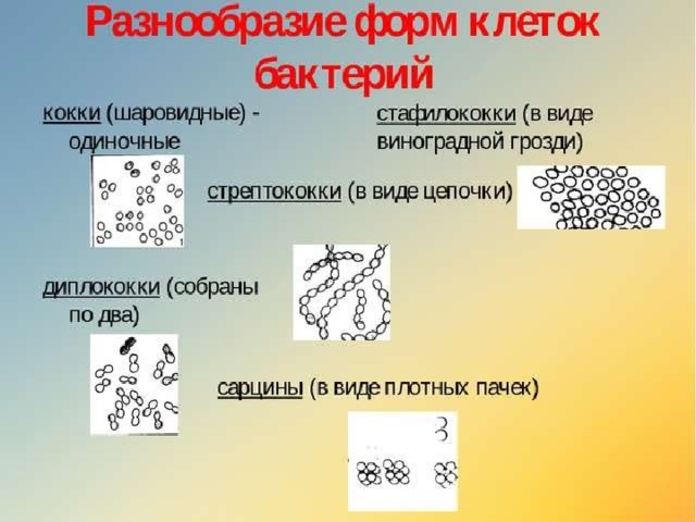 Презентация на тему "МНОГООБРАЗИЕ КЛЕТОК" - скачать бесплатно презентации по Био