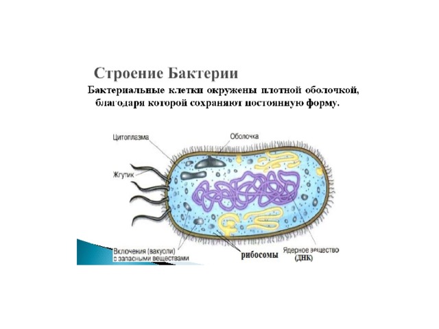 Рассмотрите изображенные на рисунке клетки определите какими буквами обозначены прокариотическая и