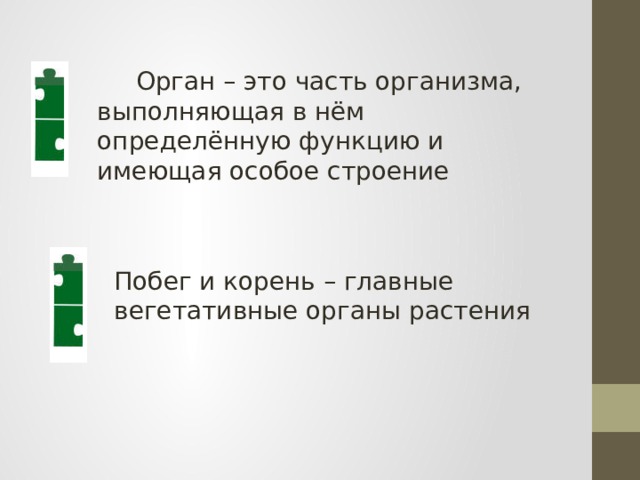   Орган – это часть организма, выполняющая в нём определённую функцию и имеющая особое строение Побег и корень – главные вегетативные органы растения 