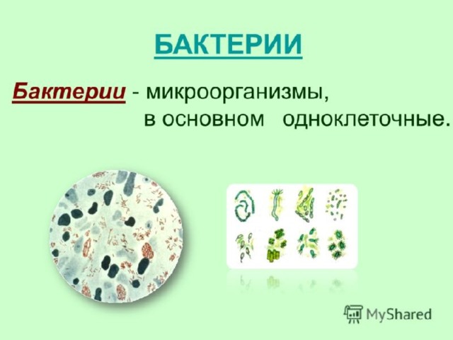 Презентация Бактерии