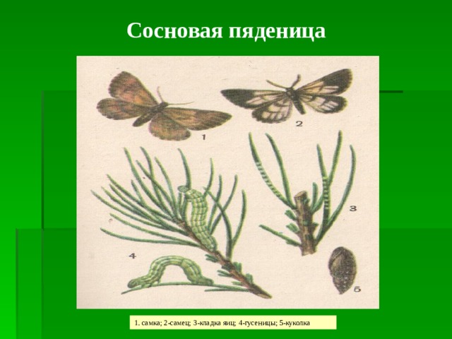 Какой тип питания характерен для пяденицы сосновой изображенной на рисунке