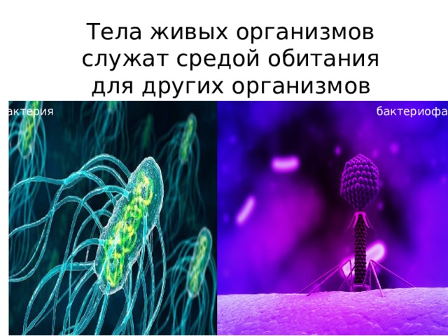 Тела живых организмов служат средой обитания для других организмов бактерия бактериофаг 