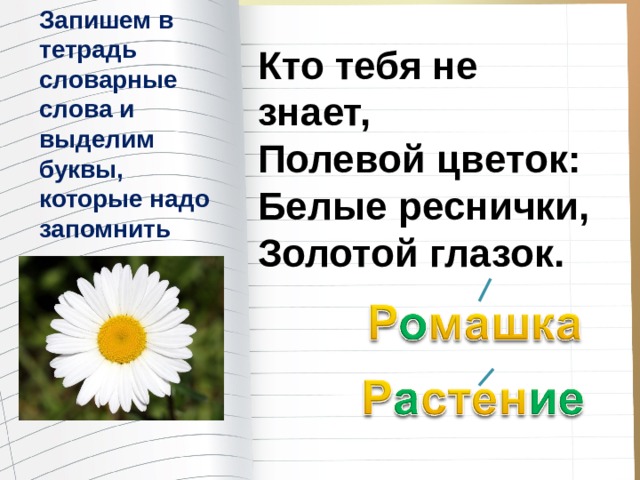 Запишем в тетрадь словарные слова и выделим буквы, которые надо запомнить Кто тебя не знает, Полевой цветок: Белые реснички, Золотой глазок.