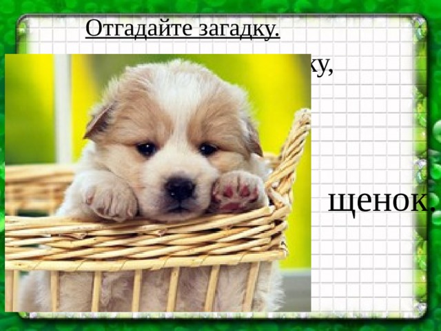 Отгадайте загадку. Этот зверь, увидев кошку,  Громко лает у окошка.  Вечно крутится у ног  Рыжий в пятнышках щенок.