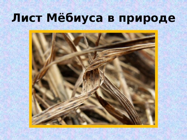 Лист Мёбиуса в природе 
