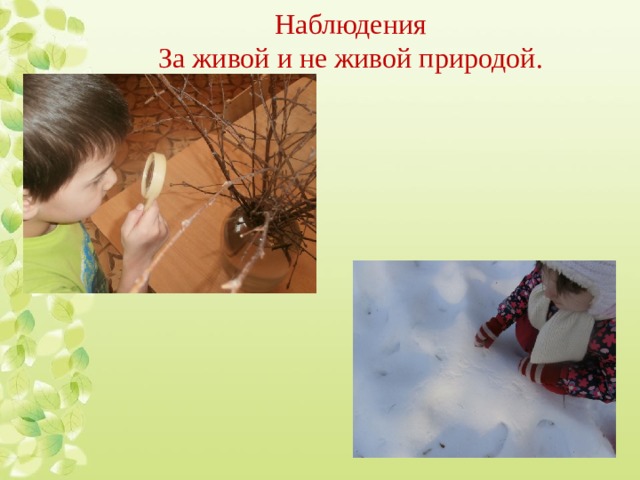 Наблюдения  За живой и не живой природой. 