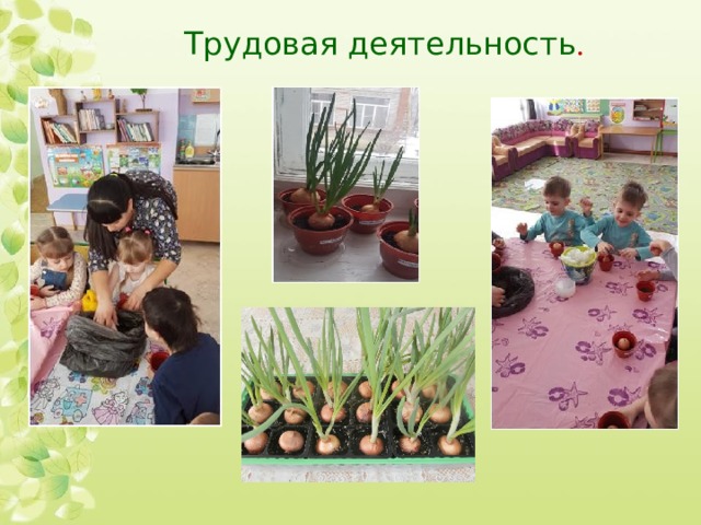 Трудовая деятельность . 