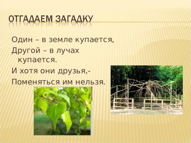 Один – в земле купается, Другой – в лучах купается. И хотя они друзья,- Поменяться им нельзя. Типы питания растения и его органы  