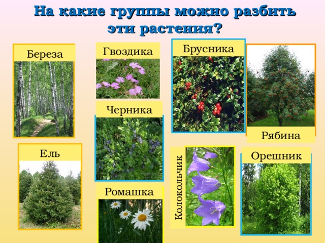 На какие группы можно разбить эти растения? Колокольчик Брусника Гвоздика Береза Черника Рябина Ель Орешник Ромашка 