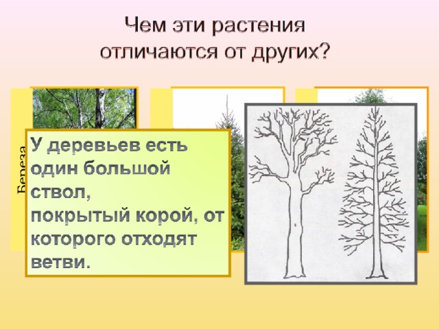 Береза Ель Рябина  