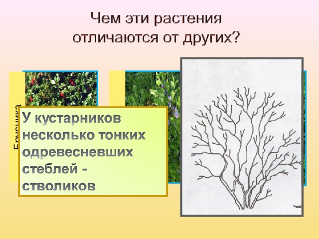Брусника Черника Орешник 