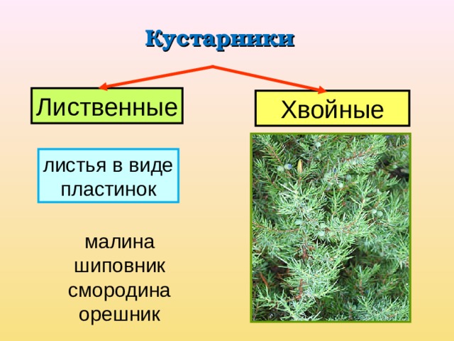 Кустарники Лиственные Хвойные листья в виде пластинок листья в виде хвоинок малина шиповник смородина орешник можжевельник кипарис 