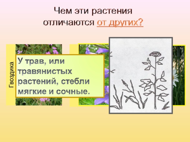 Гвоздика Колокольчик Ромашка 