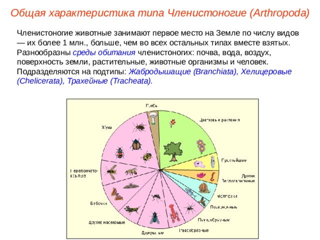 Общая характеристика типа Членистоногие (Arthropoda) Членистоногие животные занимают первое место на Земле по числу видов — их более 1 млн., больше, чем во всех остальных типах вместе взятых. Разнообразны среды обитания членистоногих: почва, вода, воздух, поверхность земли, растительные, животные организмы и человек. Подразделяются на подтипы: Жабродышащие (Branchiata), Хелицеровые (Chelicerata), Трахейные (Tracheata). 