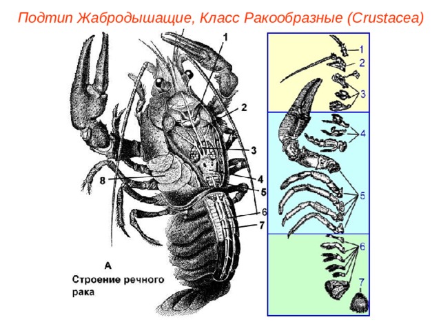 Подтип Жабродышащие, Класс Ракообразные ( Crustacea ) 
