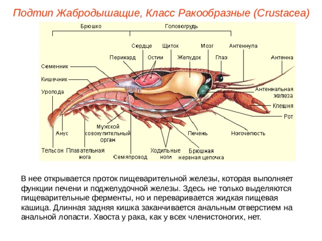 Подтип Жабродышащие, Класс Ракообразные ( Crustacea ) В нее открывается проток пищеварительной железы, которая выполняет функции печени и поджелудочной железы. Здесь не только выделяются пищеварительные ферменты, но и переваривается жидкая пищевая кашица. Длинная задняя кишка заканчивается анальным отверстием на анальной лопасти. Хвоста у рака, как у всех членистоногих, нет. 