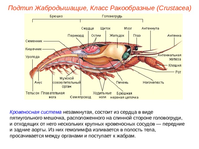 Подтип Жабродышащие, Класс Ракообразные ( Crustacea ) Кровеносная система незамкнутая, состоит из сердца в виде пятиугольного мешочка, расположенного на спинной стороне головогруди, и отходящих от него нескольких крупных кровеносных сосудов — передние и задние аорты. Из них гемолимфа изливается в полость тела, просачивается между органами и поступает к жабрам. 