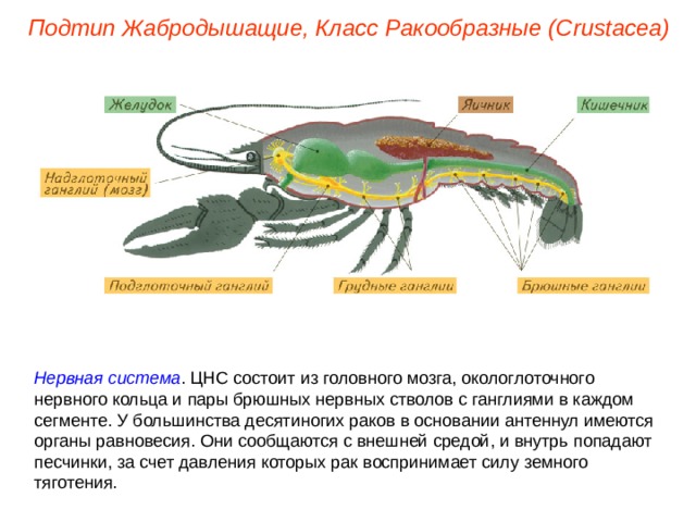 Подтип Жабродышащие, Класс Ракообразные ( Crustacea ) Нервная система . ЦНС состоит из головного мозга, окологлоточного нервного кольца и пары брюшных нервных стволов с ганглиями в каждом сегменте. У большинства десятиногих раков в основании антеннул имеются органы равновесия. Они сообщаются с внешней средой, и внутрь попадают песчинки, за счет давления которых рак воспринимает силу земного тяготения. 