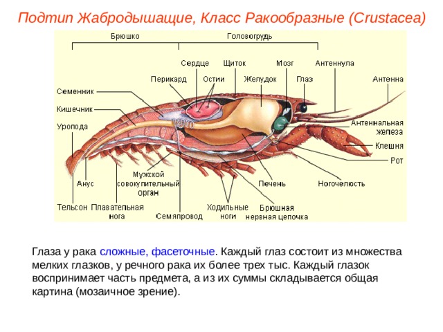 Подтип Жабродышащие, Класс Ракообразные ( Crustacea ) Глаза у рака сложные, фасеточные . Каждый глаз состоит из множества мелких глазков, у речного рака их более трех тыс. Каждый глазок воспринимает часть предмета, а из их суммы складывается общая картина (мозаичное зрение). 