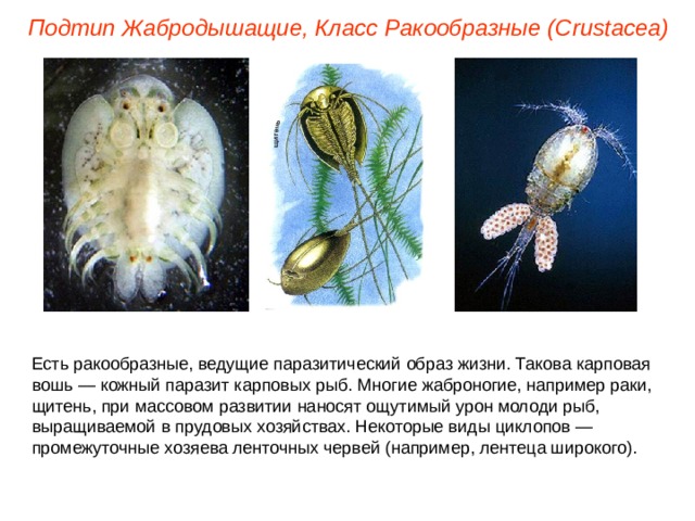 Подтип Жабродышащие, Класс Ракообразные ( Crustacea ) Есть ракообразные, ведущие паразитический образ жизни. Такова карповая вошь — кожный паразит карповых рыб. Многие жаброногие, например раки, щитень, при массовом развитии наносят ощутимый урон молоди рыб, выращиваемой в прудовых хозяйствах. Некоторые виды циклопов — промежуточные хозяева ленточных червей (например, лентеца широкого). 