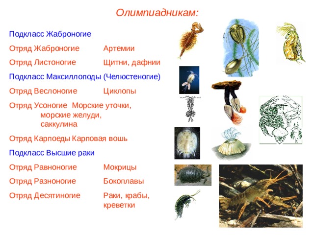 Олимпиадникам: Подкласс Жаброногие Отряд Жаброногие  Артемии Отряд Листоногие  Щитни, дафнии Подкласс Максиллоподы (Челюстеногие) Отряд Веслоногие  Циклопы Отряд Усоногие  Морские уточки,    морские желуди,    саккулина Отряд Карпоеды  Карповая вошь Подкласс Высшие раки Отряд Равноногие  Мокрицы Отряд Разноногие  Бокоплавы Отряд Десятиногие  Раки, крабы,     креветки 