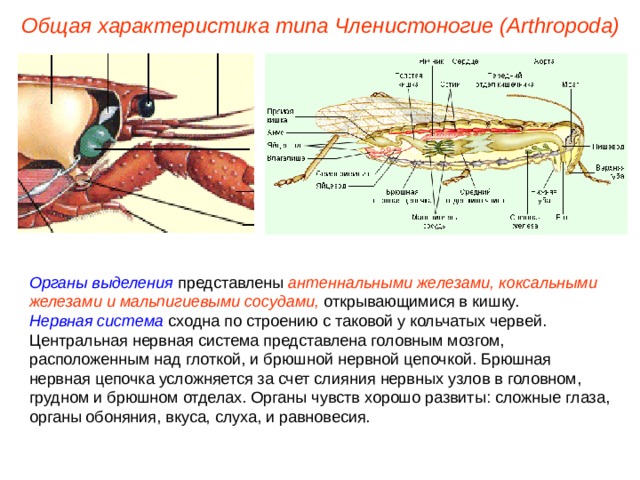 Общая характеристика типа Членистоногие (Arthropoda) Органы выделения представлены антеннальными  железами,  коксальными железами и мальпигиевыми сосудами, открывающимися в кишку. Нервная система сходна по строению с таковой у кольчатых червей. Центральная нервная система представлена головным мозгом, расположенным над глоткой, и брюшной нервной цепочкой. Брюшная нервная цепочка усложняется за счет слияния нервных узлов в головном, грудном и брюшном отделах. Органы чувств хорошо развиты: сложные глаза, органы обоняния, вкуса, слуха, и равновесия. 