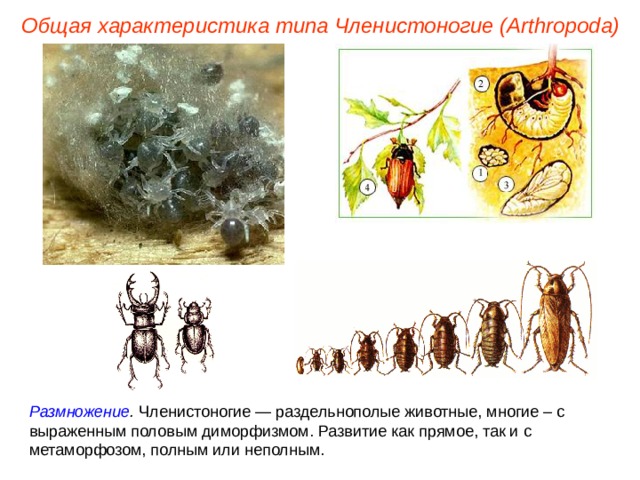 Общая характеристика типа Членистоногие (Arthropoda) Размножение . Членистоногие — раздельнополые животные, многие – с выраженным половым диморфизмом. Развитие как прямое, так и с метаморфозом, полным или неполным. 