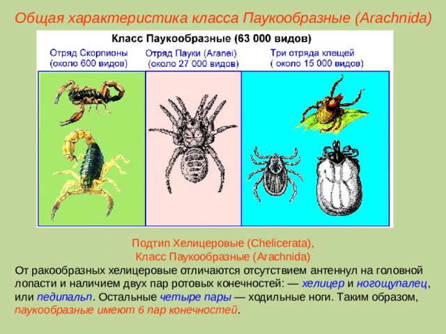 Общая характеристика класса Паукообразные (Ara chnida ) Подтип Хелицеровые (Chelicerata),  Класс Паукообразные (Arachnida) От ракообразных хелицеровые отличаются отсутствием антеннул на головной лопасти и наличием двух пар ротовых конечностей: — хелицер и ногощупалец , или педипальп . Остальные четыре пары — ходильные ноги. Таким образом, паукообразные имеют 6 пар конечностей .  