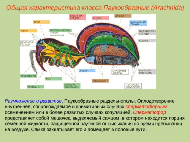 Общая характеристика класса Паукообразные (Ara chnida ) Размножение и развитие .  Паукообразные раздельнополы. Оплодотворение внутреннее, сопровождаемое в примитивных случаях сперматофорным осеменением или в более развитых случаях копуляцией. Сперматофор представляет собой мешочек, выделяемый самцом, в котором находится порция семенной жидкости, защищенной паутиной от высыхания во время пребывания на воздухе. Самка захватывает его и помещает в половые пути.  