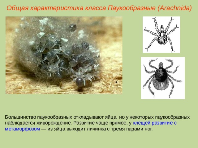 Общая характеристика класса Паукообразные (Ara chnida ) Большинство паукообразных откладывают яйца, но у некоторых паукообразных наблюдается живорождение. Развитие чаще прямое, у клещей развитие с метаморфозом — из яйца выходит личинка с тремя парами ног.  