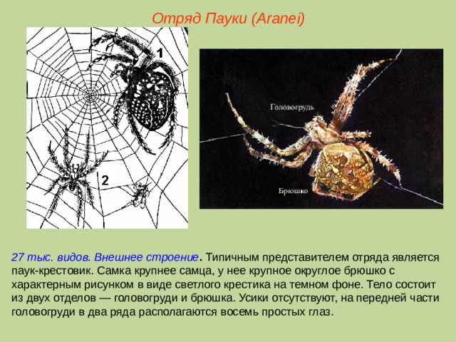 Отряд Пауки (Aranei) 27 тыс. видов. Внешнее строение . Типичным представителем отряда является паук-крестовик. Самка крупнее самца, у нее крупное округлое брюшко с характерным рисунком в виде светлого крестика на темном фоне. Тело состоит из двух отделов — головогруди и брюшка. Усики отсутствуют, на передней части головогруди в два ряда располагаются восемь простых глаз.  