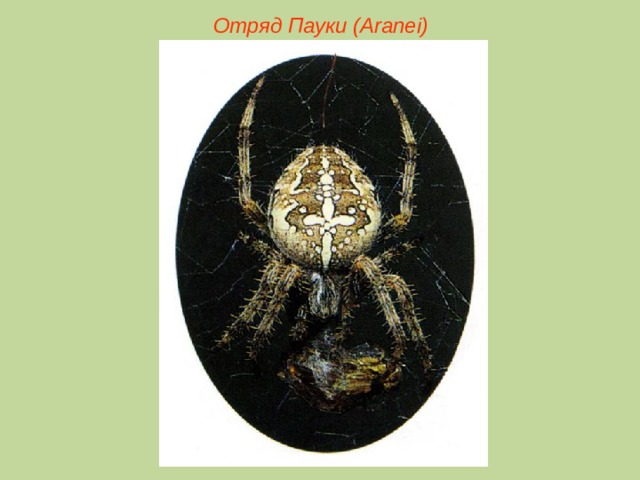 Отряд Пауки (Aranei)  