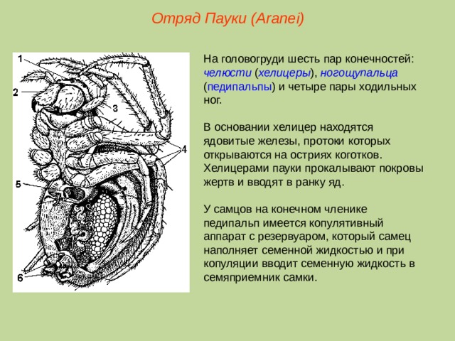 Отряд Пауки (Aranei) На головогруди шесть пар конечностей: челюсти ( хелицеры ), ногощупальца ( педипальпы ) и четыре пары ходильных ног. В основании хелицер находятся ядовитые железы, протоки которых открываются на остриях коготков. Хелицерами пауки прокалывают покровы жертв и вводят в ранку яд. У самцов на конечном членике педипальп имеется копулятивный аппарат с резервуаром, который самец наполняет семенной жидкостью и при копуляции вводит семенную жидкость в семяприемник самки.  