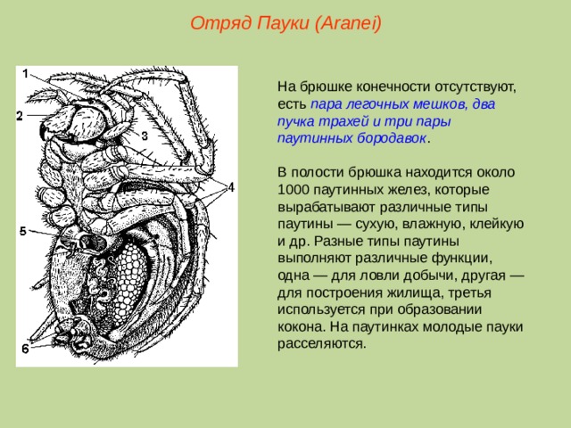 Отряд Пауки (Aranei) На брюшке конечности отсутствуют, есть пара легочных мешков, два пучка трахей и три пары паутинных бородавок . В полости брюшка находится около 1000 паутинных желез, которые вырабатывают различные типы паутины — сухую, влажную, клейкую и др. Разные типы паутины выполняют различные функции, одна — для ловли добычи, другая — для построения жилища, третья используется при образовании кокона. На паутинках молодые пауки расселяются.  
