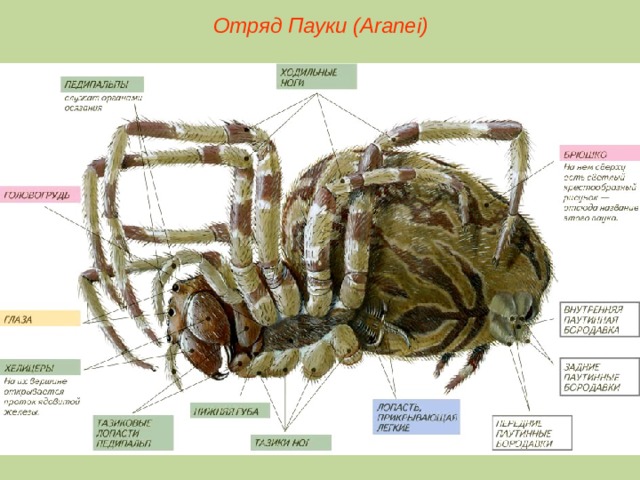 Отряд Пауки (Aranei)  